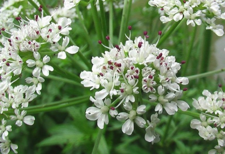 angelica proprietà benefici uso rimedi naturali tisana di angelica controindicazioni