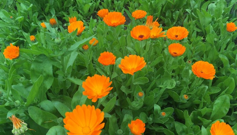 calendula coltivazione - cura delle calendule e come coltivare la calendula in vaso sul balcone o in giardino