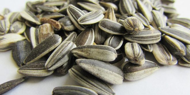 sono semi di girasole buoni per la tua prostata sono semi di girasole buoni per la tua prostata