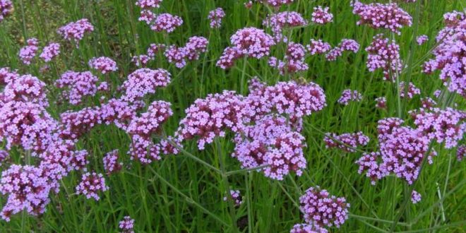 Featured image of post Verbena Officinalis Vampiri