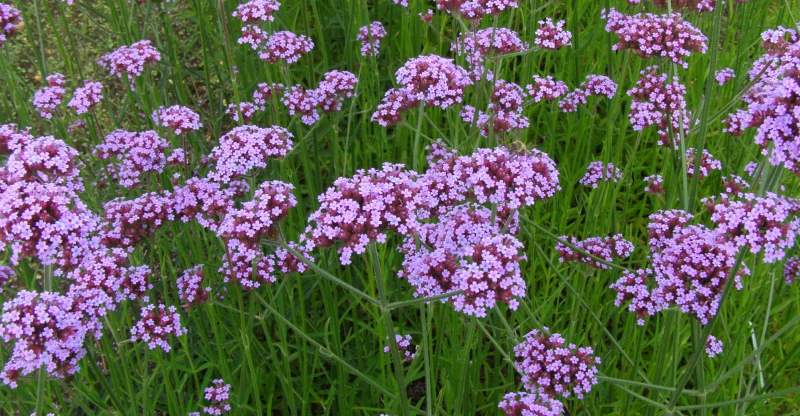 Verbena: proprietà, benefici, uso e controindicazioni. Scopri le proprietà della verbena, i benefici per la salute, come preparare la tisana alla verbena, come usare la verbena per i rimedi naturali, le controindicazioni e gli effetti collaterali.