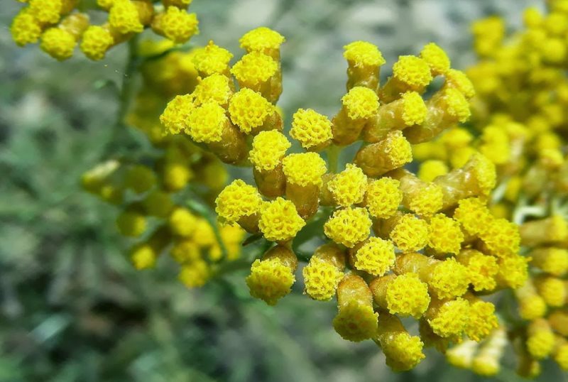 Elicriso - proprietà, benefici, uso, rimedi naturali e controindicazioni.