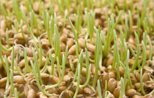 Germogli di grano proprietà benefici controindicazioni. Come coltivare i germogli di grano in casa.