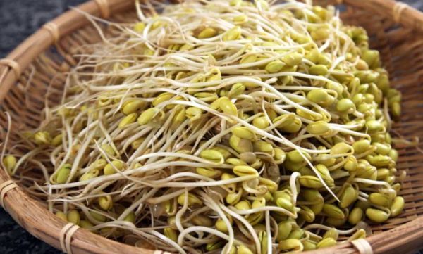 Germogli di soia proprietà benefici e controindicazioni. Come coltivare i germogli di soia in casa.