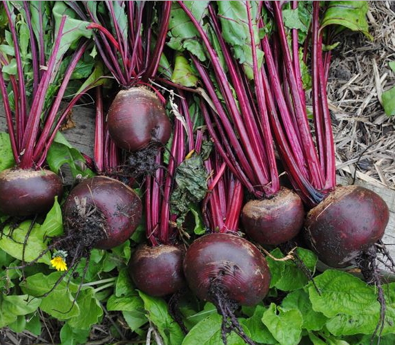 Barbabietola Rossa Rapa Rossa Proprietà Benefici Uso E