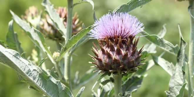 Cardo: proprietà, benefici, uso, ricette e controindicazioni.