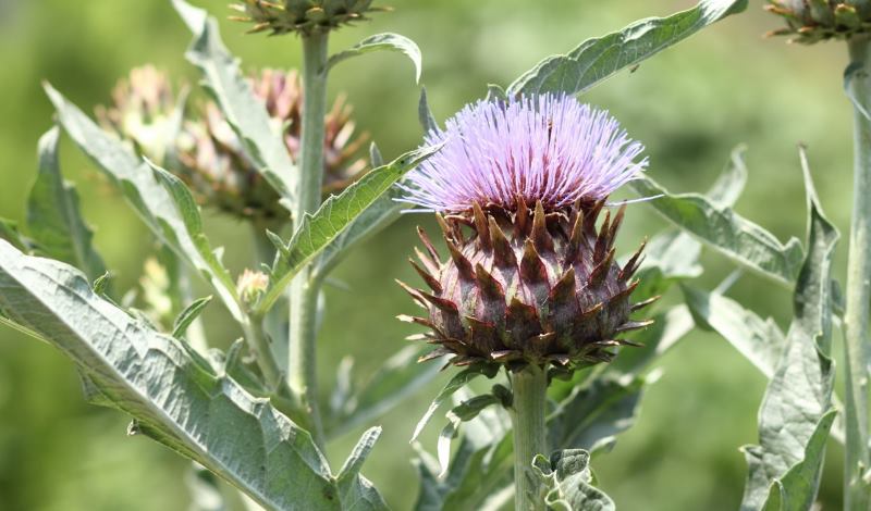 Cardo: proprietà, benefici, uso, ricette e controindicazioni.