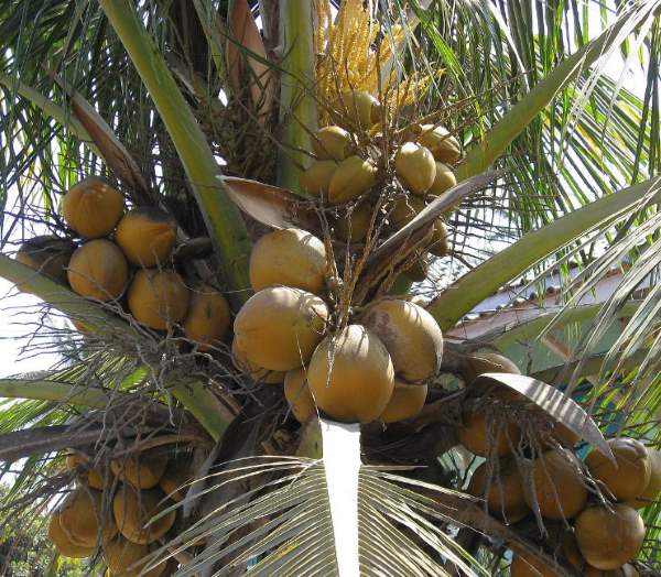Noce Di Cocco Proprietà Benefici Valori Nutrizionali