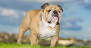 Bulldog inglese: caratteristiche, carattere, prezzo, cure e alimentazione. Simpatico, intelligente e leale il bulldog inglese ha un carattere affettuoso e dedicato a chi lo ama. Scopriamo le caratteristiche del bulldog inglese, il carattere, le cure, cosa mangia e il prezzo.