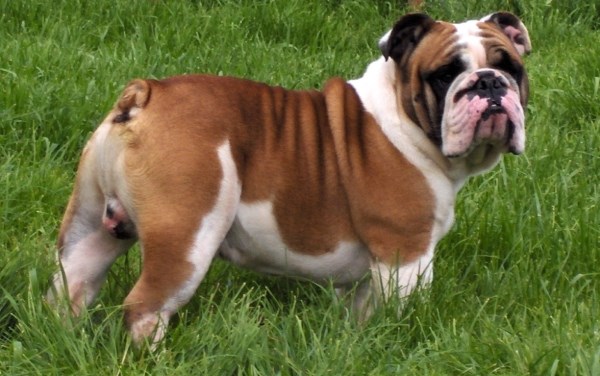Bulldog Inglese Caratteristiche Carattere Prezzo Cure E