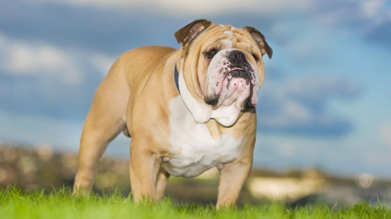 Bulldog inglese: caratteristiche, carattere, prezzo, cure e alimentazione. Simpatico, intelligente e leale il bulldog inglese ha un carattere affettuoso e dedicato a chi lo ama. Scopriamo le caratteristiche del bulldog inglese, il carattere, le cure, cosa mangia e il prezzo.