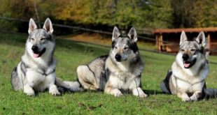 Cane lupo cecoslovacco: caratteristiche, carattere, prezzo, cure e alimentazione. Il Cane lupo cecoslovacco è un incrocio tra cane e lupo, con un carattere fedele, coraggioso, molto protettivo e ha un buon rapporto non solo con il suo padrone ma anche con i bambini.