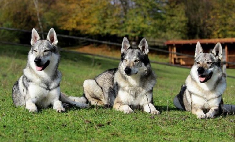 Cane lupo cecoslovacco: caratteristiche, carattere, prezzo, cure e alimentazione. Il Cane lupo cecoslovacco è un incrocio tra cane e lupo, con un carattere fedele, coraggioso, molto protettivo e ha un buon rapporto non solo con il suo padrone ma anche con i bambini.