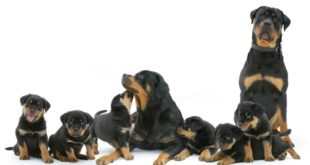 Rottweiler: carattere, prezzo, cure e alimentazione. Conosciuto per essere il cane da guardia per eccellenza, il rottweiler è un cane coraggioso, molto protettivo, fedele ed ha un buon rapporto con i bambini.
