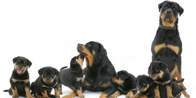 Rottweiler: carattere, prezzo, cure e alimentazione. Conosciuto per essere il cane da guardia per eccellenza, il rottweiler è un cane coraggioso, molto protettivo, fedele ed ha un buon rapporto con i bambini.