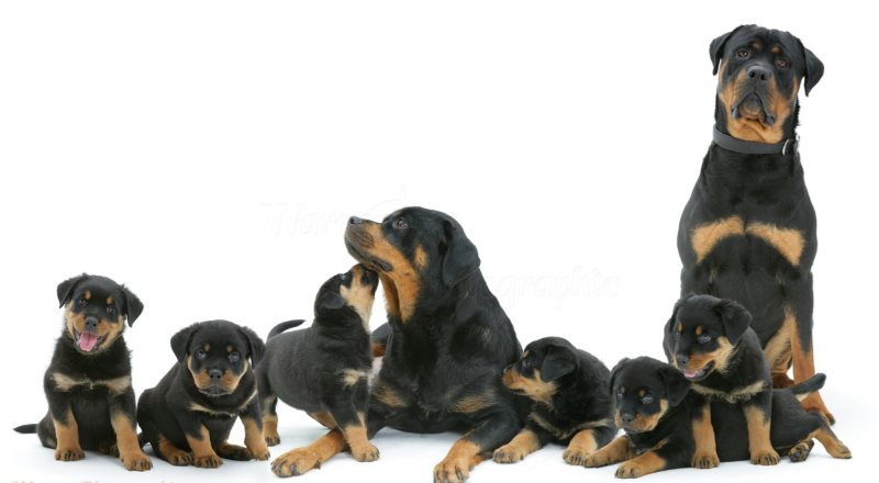 Rottweiler: carattere, prezzo, cure e alimentazione. Conosciuto per essere il cane da guardia per eccellenza, il rottweiler è un cane coraggioso, molto protettivo, fedele ed ha un buon rapporto con i bambini.