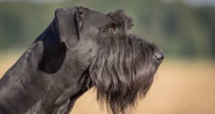 Schnauzer gigante: caratteristiche, carattere, prezzo, cure e alimentazione.Lo Schnauzer gigante è un cane di taglia grande con un carattere fiero, coraggioso, affettuoso e calmo.