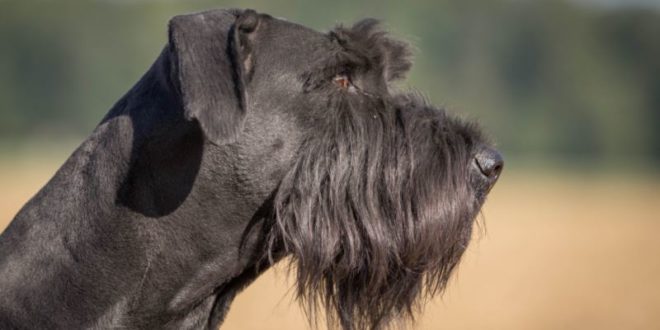 Schnauzer gigante: caratteristiche, carattere, prezzo, cure e alimentazione.Lo Schnauzer gigante è un cane di taglia grande con un carattere fiero, coraggioso, affettuoso e calmo.