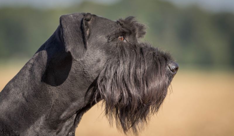 Schnauzer gigante: caratteristiche, carattere, prezzo, cure e alimentazione.Lo Schnauzer gigante è un cane di taglia grande con un carattere fiero, coraggioso, affettuoso e calmo.