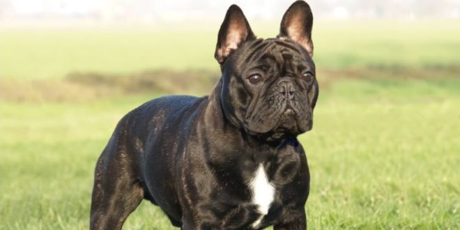 Bulldog francese: caratteristiche, carattere, prezzo, cure e alimentazione. Simpatico e molto intelligente, il bulldog francese ha un carattere affettuoso e e dedicato a chi lo ama. Scopriamo le caratteristiche del bulldog francese, il carattere, le cure, cosa mangia e il prezzo.