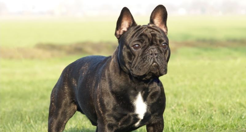 Bulldog francese: caratteristiche, carattere, prezzo, cure e alimentazione. Simpatico e molto intelligente, il bulldog francese ha un carattere affettuoso e e dedicato a chi lo ama. Scopriamo le caratteristiche del bulldog francese, il carattere, le cure, cosa mangia e il prezzo.