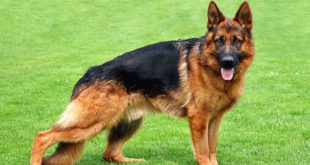 Pastore Tedesco: caratteristiche, carattere, prezzo, cure e alimentazione. Il Pastore tedesco è un cane di taglia media con un carattere fiero, intelligente, bellissimo, una razza di cani molto diffusa che in tanti apprezzano per il temperamento obbediente e coraggioso.