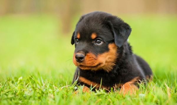 Rottweiler Carattere Prezzo Cure E Alimentazione