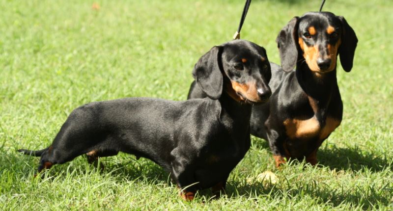 Bassotto tedesco: caratteristiche, carattere, prezzo, cure e alimentazione. Il bassotto tedesco è un cane vivace e leale, ma anche giocherellone ed ostinato, molto legato al proprio padrone e gradito ai bambini.