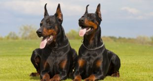 Dobermann: caratteristiche, carattere, prezzo, cure e alimentazione. Il Dobermann Pinscher è un cane molto dolce e affettuoso, intelligente, sveglio e vigile, molto legato al proprio padrone e adora i bambini con cui è paziente e tollerante.
