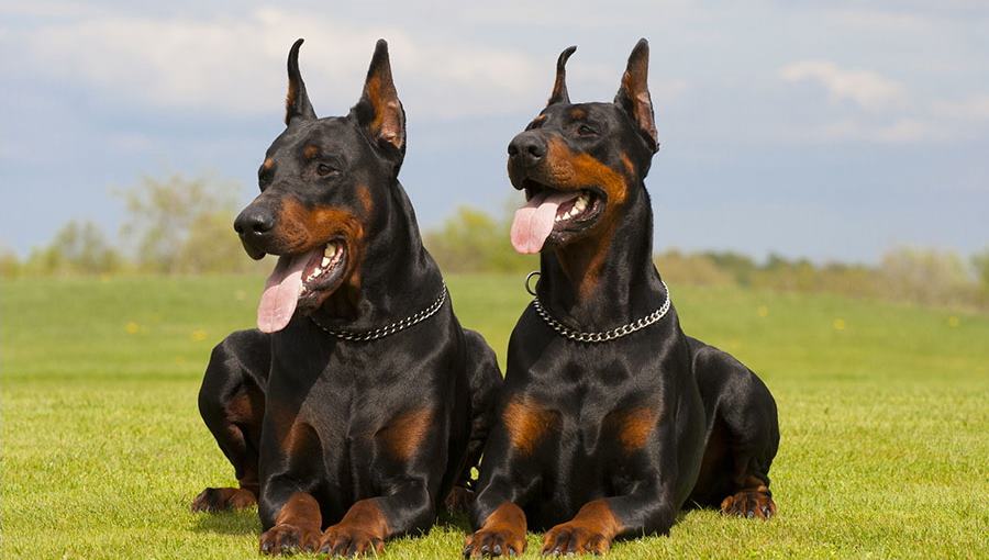 Dobermann: caratteristiche, carattere, prezzo, cure e alimentazione. Il Dobermann Pinscher è un cane molto dolce e affettuoso, intelligente, sveglio e vigile, molto legato al proprio padrone e adora i bambini con cui è paziente e tollerante.