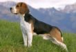 Beagle: caratteristiche, carattere, prezzo, cure e alimentazione. Il Beagle è un cane molto dolce e affettuoso, intelligente, energico, molto allegro, ama correre e farsi coccolare.