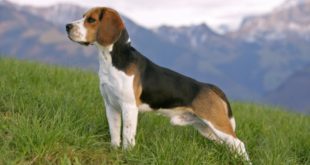 Beagle: caratteristiche, carattere, prezzo, cure e alimentazione. Il Beagle è un cane molto dolce e affettuoso, intelligente, energico, molto allegro, ama correre e farsi coccolare.