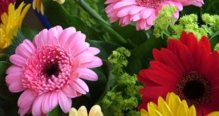 Coltivazione della calla, varietà bianca e colorata - Idee ...