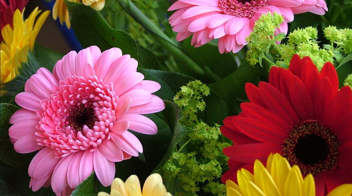 Gerbera: come curare e coltivare le gerbere in vaso e in giardino. Scopri i nostri consigli pratici su come coltivare e prendersi cura delle gerbere, il significato del fiore, quando e come si annaffia e quale terreno è più adatto alla coltivazione della gerbera in vaso o in giardino.