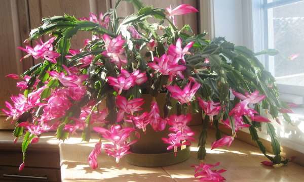 Piante grasse da interno: quali sono più belle e resistenti e come ... Piante grasse da appartamento con fiori