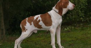 Bracco italiano: carattere, caratteristiche, prezzo, cure e alimentazione. Il Bracco Italiano è un bellissimo cane da caccia molto intelligente, facile da addestrare, obbediente e affettuoso. Ha un ottimo rapporto con i bambini e ama farsi coccolare, quindi è anche un ottimo cane da compagnia.