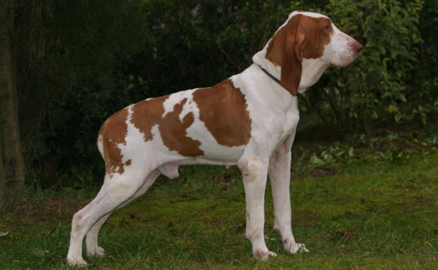 Bracco italiano: carattere, caratteristiche, prezzo, cure e alimentazione. Il Bracco Italiano è un bellissimo cane da caccia molto intelligente, facile da addestrare, obbediente e affettuoso. Ha un ottimo rapporto con i bambini e ama farsi coccolare, quindi è anche un ottimo cane da compagnia.