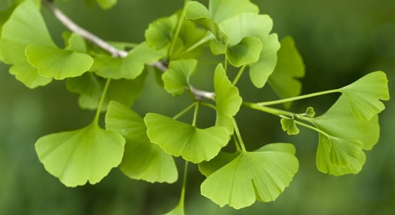 Ginkgo biloba: proprietà, benefici, uso e controindicazioni. Scopri le proprietà del Ginkgo biloba, i benefici per la salute, a cosa serve, gli usi come rimedio naturale, le controindicazioni e gli effetti collaterali.