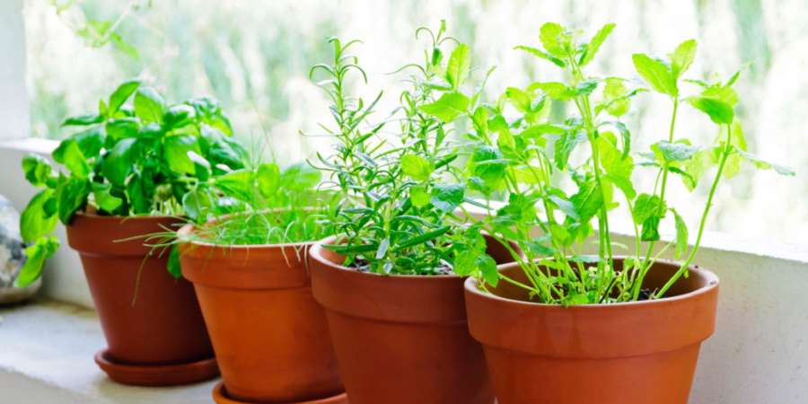 Piante aromatiche da coltivare in vaso sul balcone. Scopri come coltivare le piante aromatiche in vaso, di quali cure hanno bisogno e consigli per avere sul balcone erbe aromatiche sempre fresche da usare in cucina o per preparare rimedi naturali.