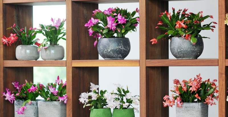 Piante grasse da interno: quali sono più belle e resistenti e come ... Piante grasse da appartamento con fiori