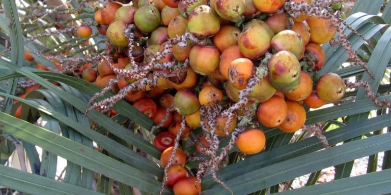 Serenoa repens: proprietà, benefici, uso e controindicazioni. Scopri le proprietà della Serenoa repens, i benefici per la salute, gli usi, le controindicazioni e gli effetti collaterali.