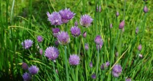 Erba cipollina: proprietà, benefici, uso e controindicazioni. Scopri le proprietà dell'erba cipollina, i benefici per la salute, gli usi in cucina o come rimedio naturale, le controindicazioni e gli effetti collaterali.