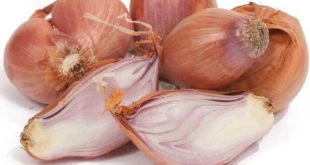 Scalogno: proprietà, benefici, uso e controindicazioni. Scopri le proprietà dello scalogno, i benefici per la salute, gli usi in cucina o come rimedio naturale, le controindicazioni e gli effetti collaterali.