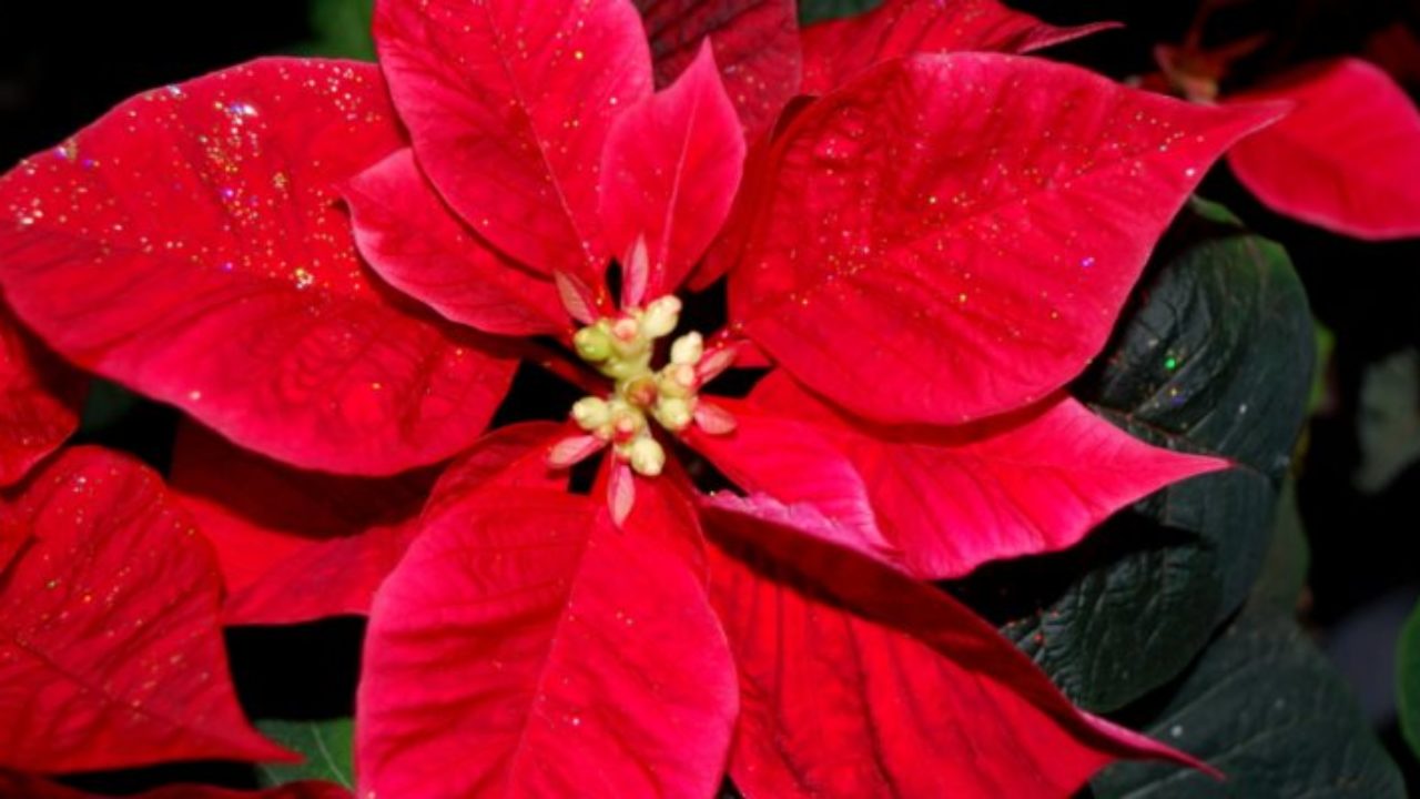 Come Curare La Stella Di Natale In Vaso.Stella Di Natale Cos E Cura E Consigli Per Farla Vivere A Lungo