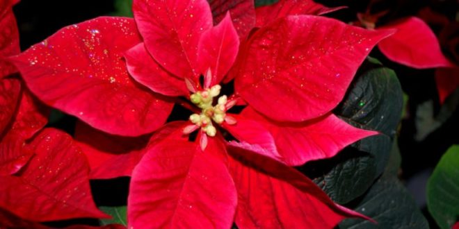 Stella Di Natale Verde.Stella Di Natale Cos E Cura E Consigli Per Farla Vivere A Lungo