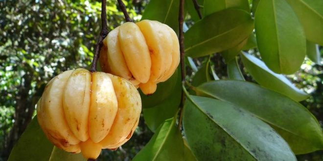 Tutta la verità sulla Garcinia Cambogia. Scopri tutto quello che c'è da sapere sulla Garcinia Cambogia, le proprietà, i benefici, le controindicazioni e gli effetti collaterali.