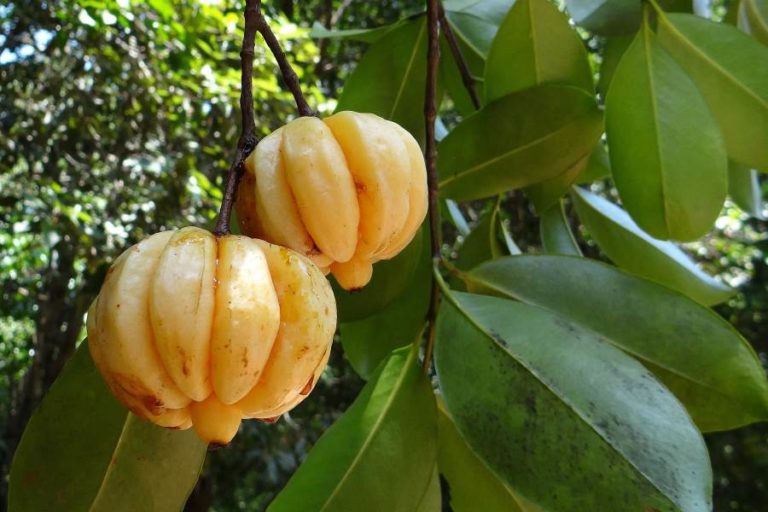 Tutta la verità sulla Garcinia Cambogia. Scopri tutto quello che c'è da sapere sulla Garcinia Cambogia, le proprietà, i benefici, le controindicazioni e gli effetti collaterali.