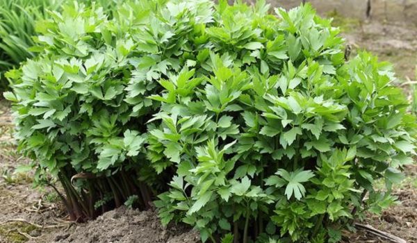 levistico pianta officinale aromatica