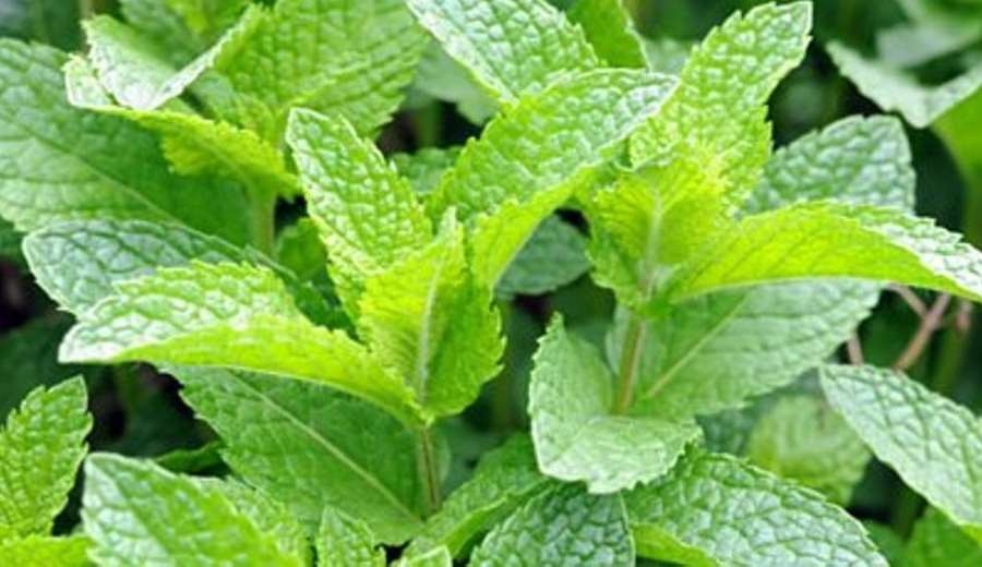 Menta: benefici per la salute scientificamente provati. Perché la menta fa bene? In questo articolo trovi le proprietà ed i benefici della menta supportati dalla ricerca scientifica.