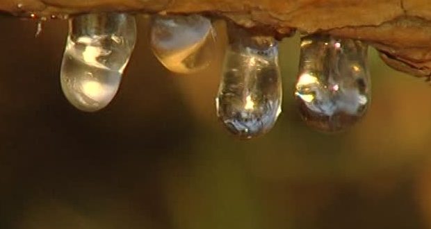 Come Togliere La Resina Pece Dallauto E Dai Vestiti